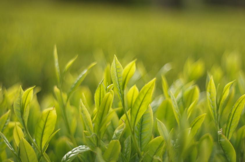 岩爺のお茶「煎茶」